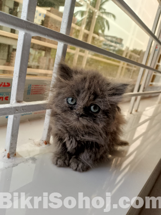 Pure Persian Ash Female kitten